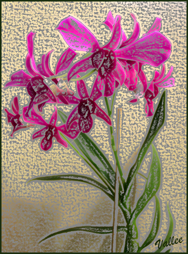 orchid artwork